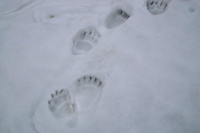 Tropy&#x20;niedźwiedzia&#x20;na&#x20;śniegu&#x2e;&#x20;Fot&#x2e;&#x20;Grzegorz&#x20;Leśniewski