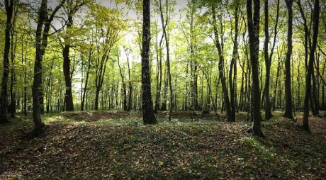 Archeolodzy powiedzą, co kryją podkarpackie lasy