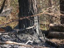 Pożar lasu w Bieszczadach