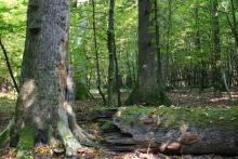 Rezerwaty lasów lubaczowskich