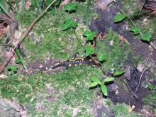 Trwają gody salamander