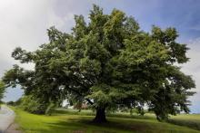 Wyniki głosowania w konkursie Europejskie Drzewo Roku 2021 są już znane!