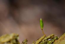 Na nowo odkryty bezlist okrywowy (Buxbaumia viridis)