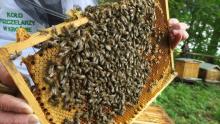 W „lesie pszczelarskim” świętowali Dzień Pszczół.