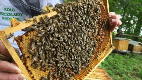 W „lesie pszczelarskim” świętowali Dzień Pszczół.