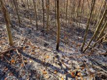Pożar w lasach Nadleśnictwa Dynów
