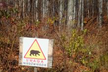 Bieszczady: niedźwiedź poranił leśniczego