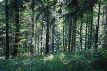 Dlaczego w lasach podkarpackich występują duże i wiekowe drzewa?