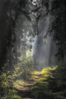 „Leśne fotografie” - zaproszenie do udziału w konkursie