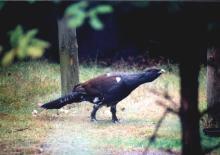 Głuszce „śpiewają” o wiośnie