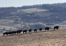 Znów przybyło żubrów w Bieszczadach